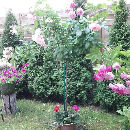 Pokoje Mlodziezowe Appartement Stary Toruń Buitenkant foto